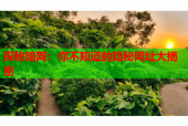 探秘暗网：你不知道的隐秘网址大揭密